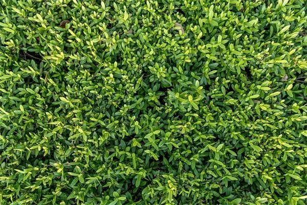 1月に多年草を殖やすコツ10選、冬のうちに無料で苗を増やそう