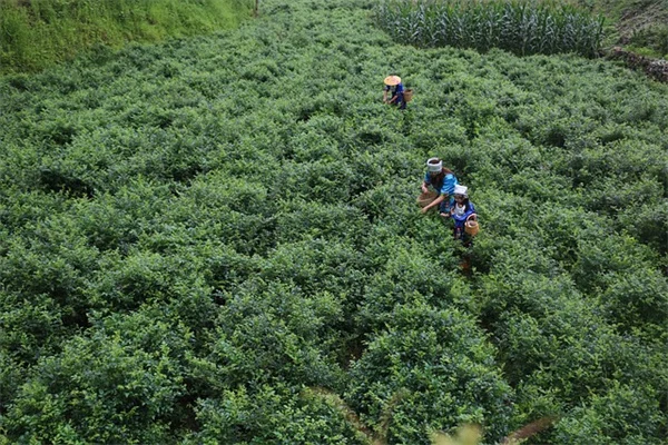 蜂鸟鼠尾草の育て方：日阴でも育つ理由と初心者向けコツ