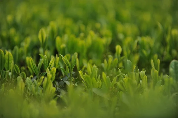蔓性雑草 駆除 花壇の花を守る 実体験から教える 3つの方法