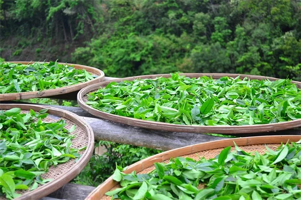 日向の池で成功する植物選びと管理の実践ガイド